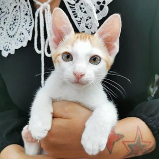 ไอจี ส้มหยุด แมวโย่ง อาร์มแชร์-instagram